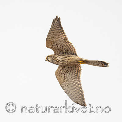 DSC_9110 / Falco tinnunculus / Tårnfalk