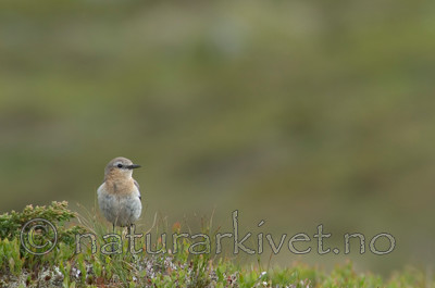 DSC_9883 / Oenanthe oenanthe / Steinskvett