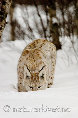 KA_07_1_0204 / Lynx lynx / Gaupe
