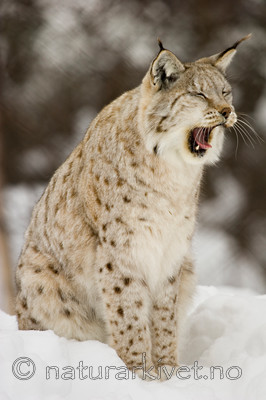 KA_07_1_0210 / Lynx lynx / Gaupe