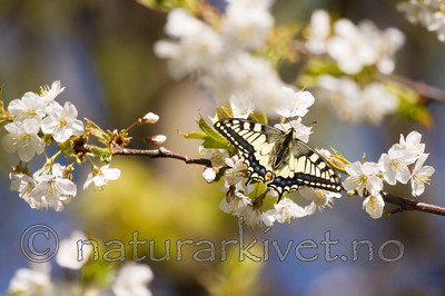 KA_07_1_0513 / Papilio machaon / Svalestjert