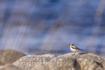 KA_090405_0546 / Oenanthe oenanthe / Steinskvett