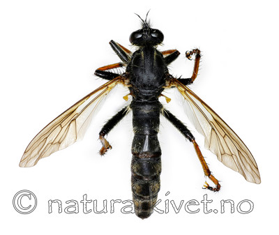 KA_090910_germanicus_female_dorsal / Pamponerus germanicus / Tysk rovflue