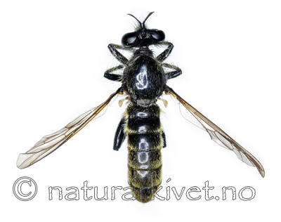 KA_090910_marginata_male_dorsal / Choerades marginata / Stripet rovflue