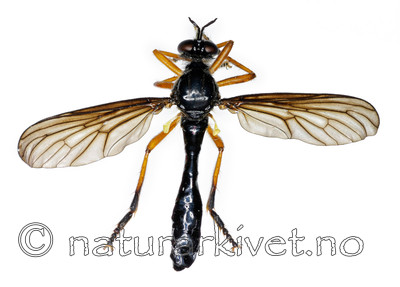 KA_090910_oelandica_male_dorsal / Dioctria oelandica / Svartvinget engrovflue