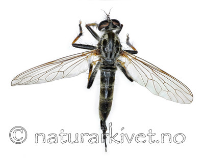 KA_090914_socius_female_dorsal / Neoitamus socius / Gulfotskogrovflue