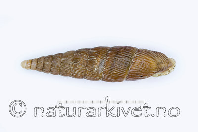 KA_100203_ventricosa_over