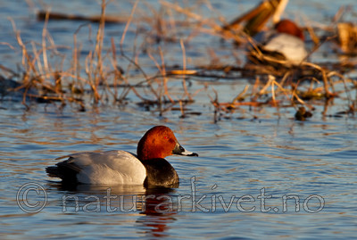 KA_100411_1554 / Aythya ferina / Taffeland