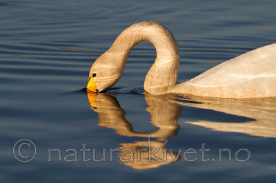 KA_100412_1877 / Cygnus cygnus / Sangsvane