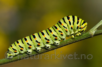 KA_100704_5180 / Papilio machaon / Svalestjert