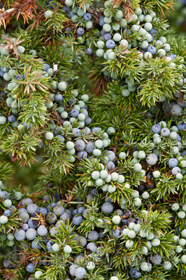 KA_100725_7134 / Juniperus communis / Einer