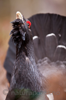 KA_110417_1410 / Tetrao urogallus / Storfugl