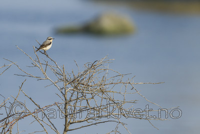 KA_110423_2143 / Oenanthe oenanthe / Steinskvett