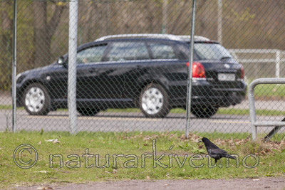 KA_110428_2240 / Corvus frugilegus / Kornkråke