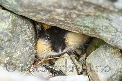 KA_110821_4102 / Lemmus lemmus / Lemen