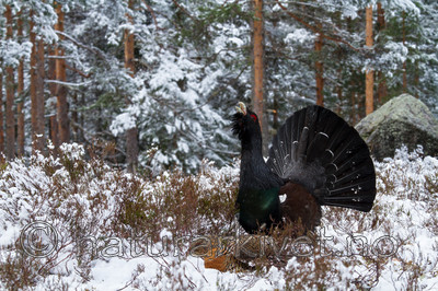 KA_120421_4908 / Tetrao urogallus / Storfugl