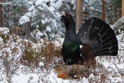 KA_120421_4909 / Tetrao urogallus / Storfugl