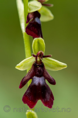 KA_120617_4807 / Ophrys insectifera / Flueblom