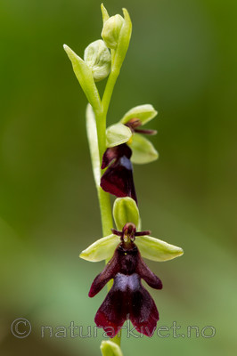KA_120617_4808 / Ophrys insectifera / Flueblom