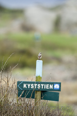 KA_130520_6633 / Oenanthe oenanthe / Steinskvett