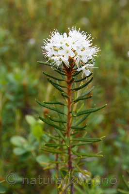 KA_130612_2483 / Rhododendron tomentosum / Finnmarkspors