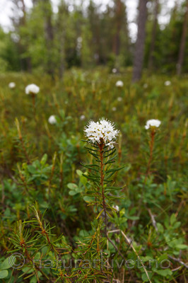 KA_130612_2485 / Rhododendron tomentosum / Finnmarkspors