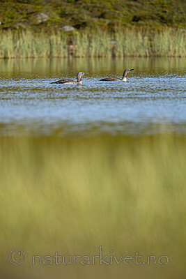 KA_130806_1659 / Gavia stellata / Smålom