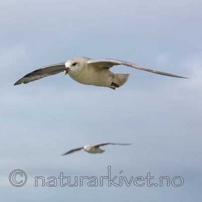 KA_130813_2663 / Fulmarus glacialis / Havhest