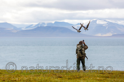 KA_130818_3903 / Stercorarius parasiticus / Tyvjo