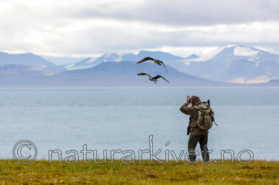 KA_130818_3904 / Stercorarius parasiticus / Tyvjo