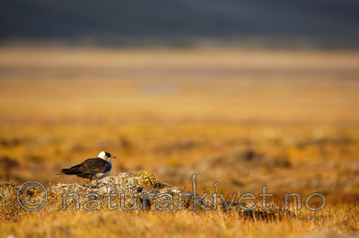 KA_130818_3973 / Stercorarius parasiticus / Tyvjo