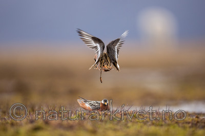 KA_140609_1929 / Phalaropus fulicarius / Polarsvømmesnipe