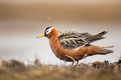 KA_140609_1949 / Phalaropus fulicarius / Polarsvømmesnipe