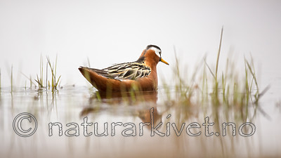 KA_140609_1950 / Phalaropus fulicarius / Polarsvømmesnipe