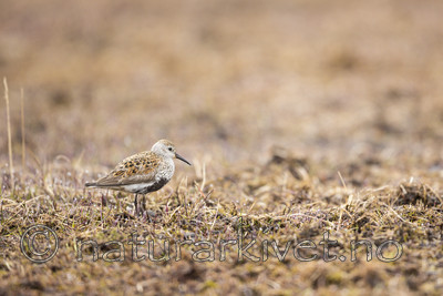 KA_140609_1959 / Calidris alpina / Myrsnipe