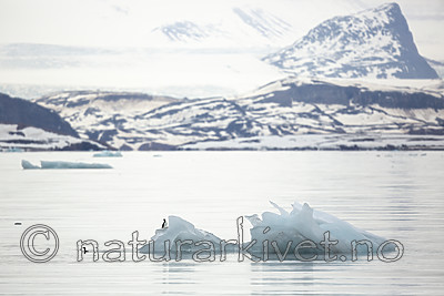 KA_140610_2007 / Uria aalge / Lomvi