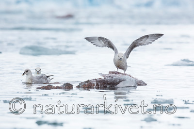 KA_140610_2027 / Fulmarus glacialis / Havhest