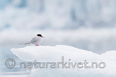 KA_140610_2072 / Sterna paradisaea / Rødnebbterne