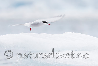 KA_140610_2073 / Sterna paradisaea / Rødnebbterne