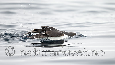 KA_140612_3779 / Uria lomvia / Polarlomvi