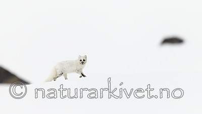 KA_140612_3826 / Vulpes lagopus / Fjellrev