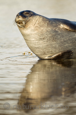 KA_140612_3996 / Phoca vitulina / Steinkobbe