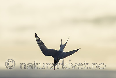 KA_140613_4100 / Sterna paradisaea / Rødnebbterne