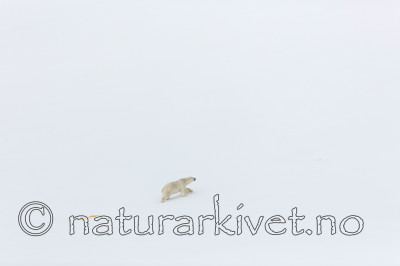 KA_140613_4163 / Ursus maritimus / Isbjørn