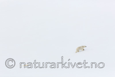 KA_140613_4165 / Ursus maritimus / Isbjørn