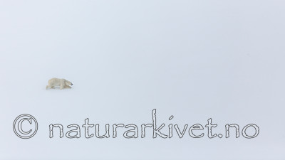 KA_140613_4179 / Ursus maritimus / Isbjørn