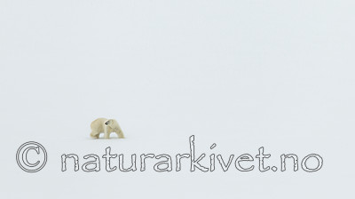 KA_140613_4190 / Ursus maritimus / Isbjørn