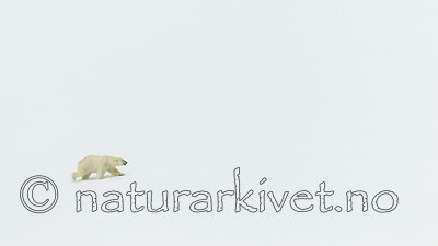 KA_140613_4197 / Ursus maritimus / Isbjørn
