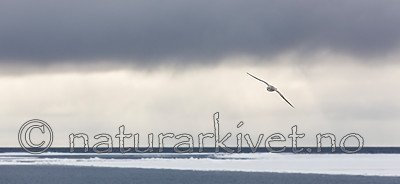 KA_140614_4581 / Fulmarus glacialis / Havhest