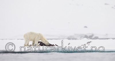 KA_140614_4657 / Larus hyperboreus / Polarmåke <br /> Ursus maritimus / Isbjørn